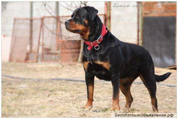 ЩЕНКИ ротвейлера