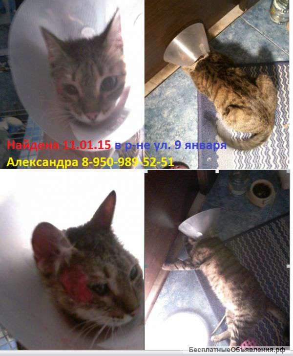 Найдена кошка 11.01.15 возле ул. 9 января,2