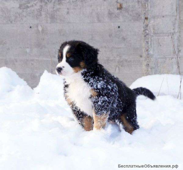 Щенок бернского зенненхунда