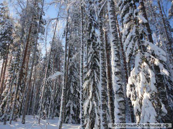 Рабочие на заготовку древесины