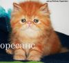 Чистокровные персидские и экзотические котята