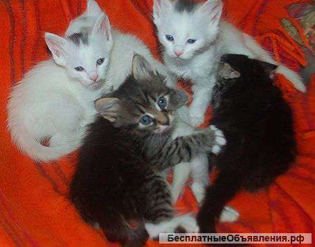 Кошка и котята