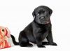 Черные и белые щенки лабрадора