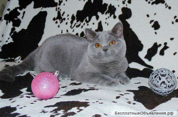 Плюшевая британочка из проф. питомника