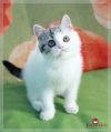 Ласковый скоттиш-страйт