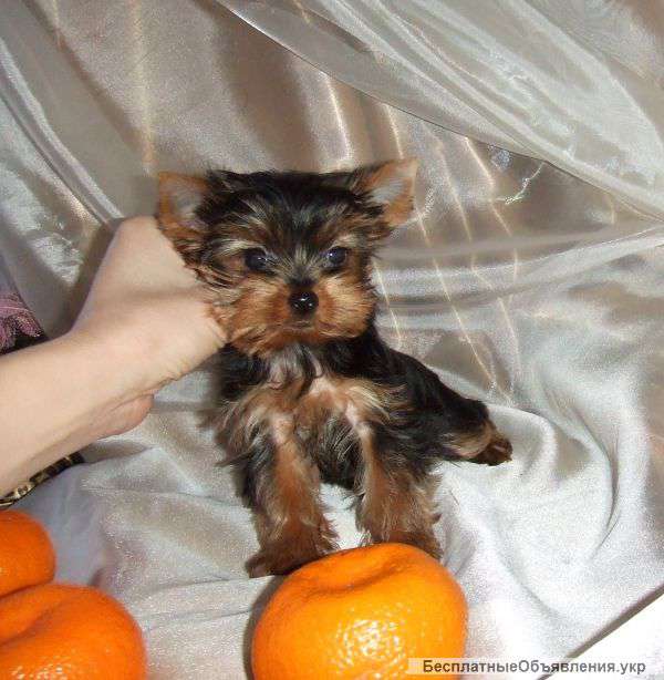 Щеночки йорка