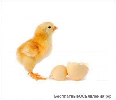 Цыплята бройлерные круглый год