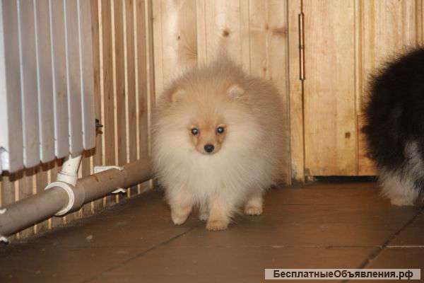 Три сыночка и лапочка дочка