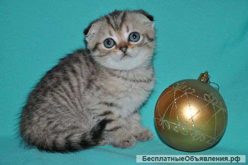 Роскошные вислоухие котята