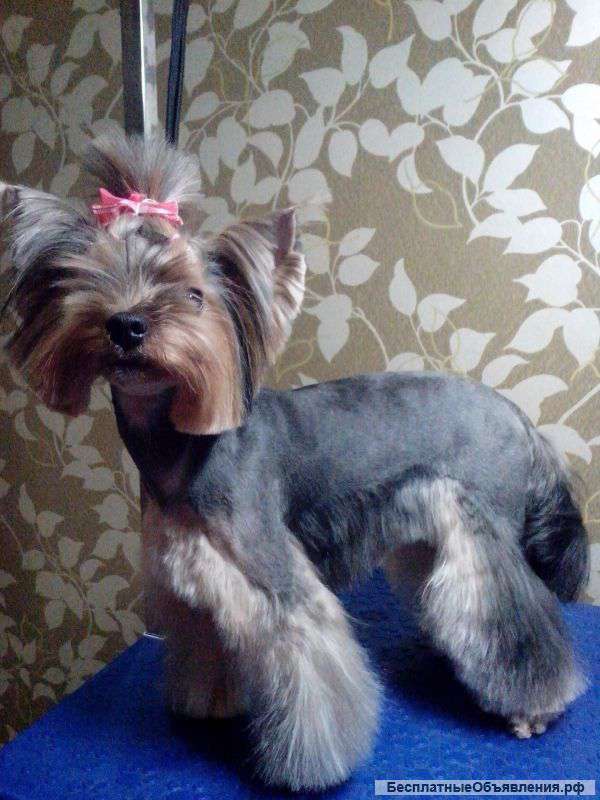 Уход для домашних животных