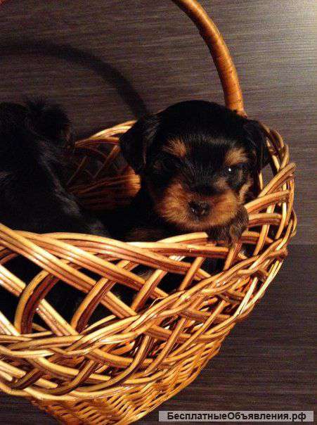 Щеночки йоркширского терьера