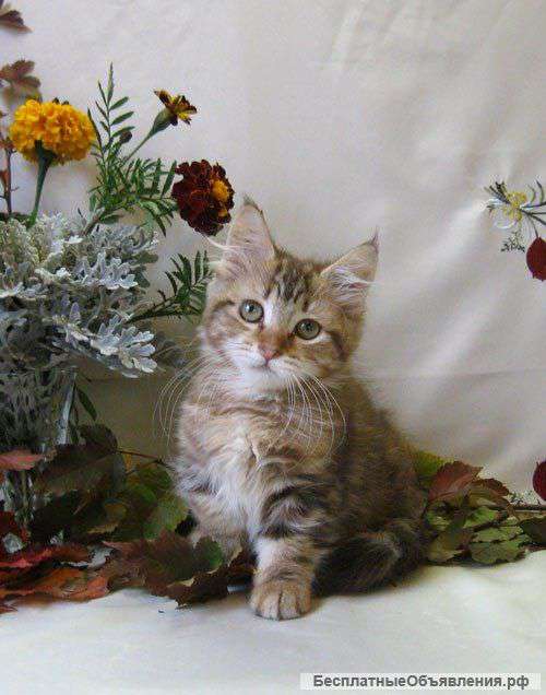 Манчкин - продажа котят