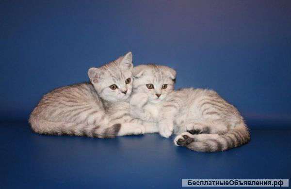 Шотландские котики