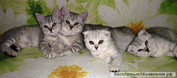 Котята как в Новогодней рекламе Whiskas