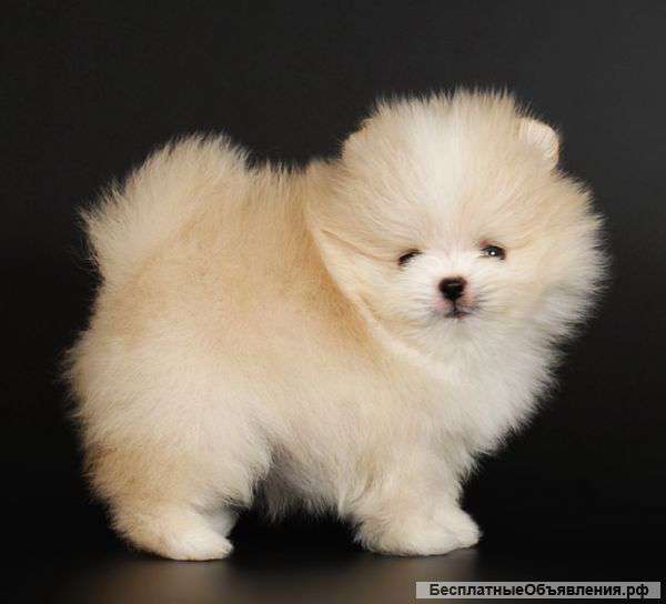 Щенки померанского шпица
