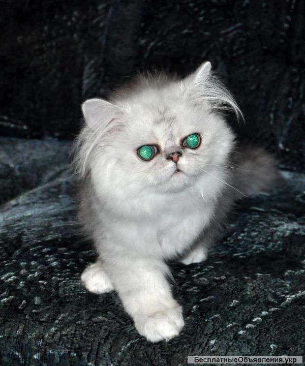Персидские котята