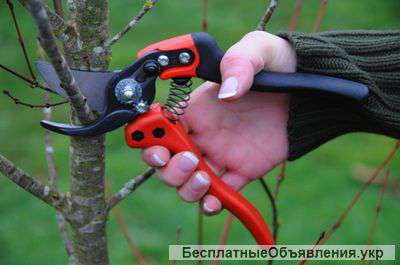 Обрезка деревьев