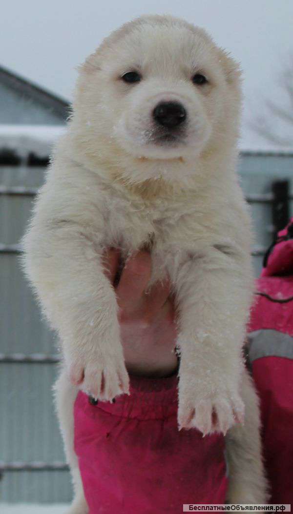 Щенки Среднеазиатской Овчарки (Алабай)
