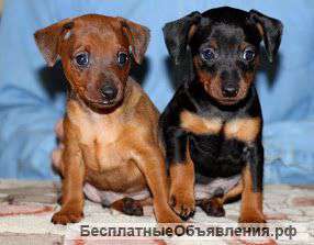 Щенки цвергпинчера