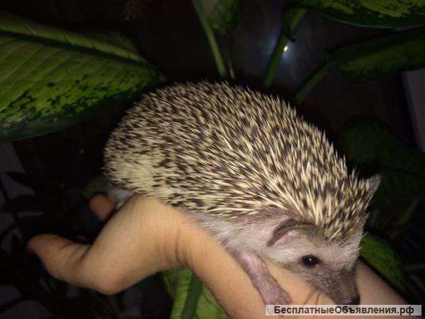 Карликовые африканские ежики