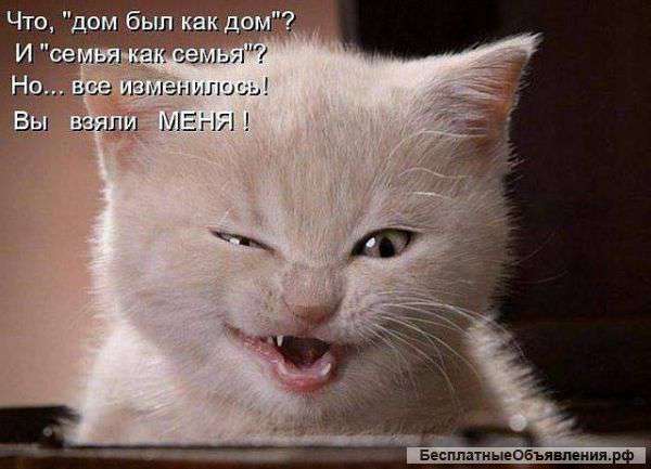 Котенка британского голубого продам