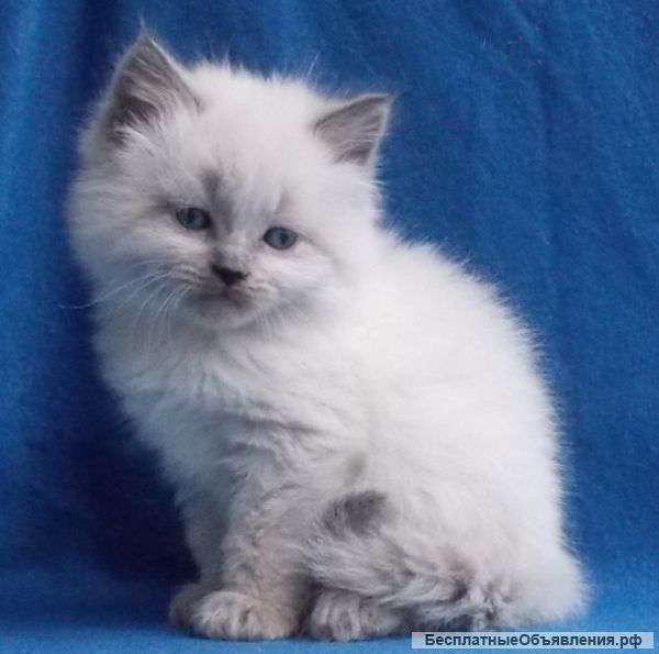 Невские Маскарадные котята