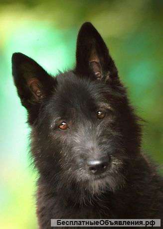 Тина - собака-улыбака с прекрасным характером. В добрые руки