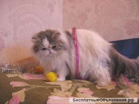 Персидская кошка в москве