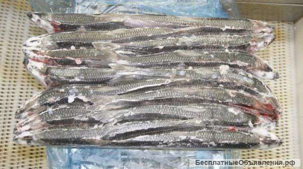 Оптом сельди т/о, св/м, Олюторская от производителя