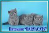Британские котята из питомника Daryacats