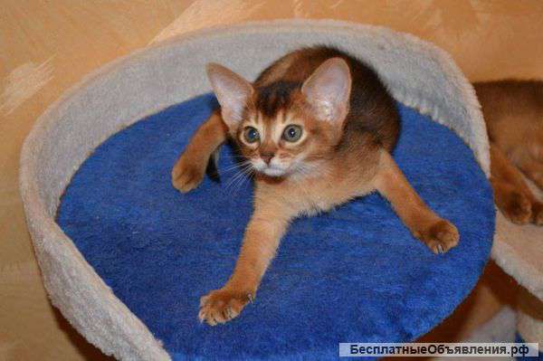 Абиссинский котенок продается