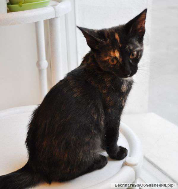 Умница Анфиска ищет своих заботливых хозяев