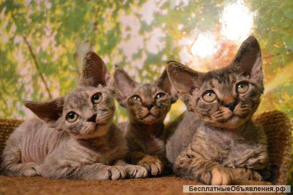 Котята девон-рекс