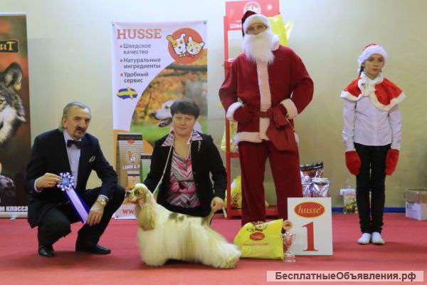 Щенки американского кокер-спаниеля