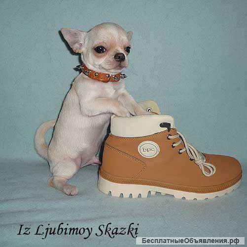 Щенка чихуахуа