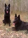 Щенки немецкой овчарки рабочего разведения