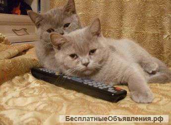 Лиловые плюшевые котики