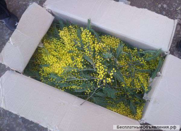 Мимоза к 8 марта (мелкий и крупный опт с доставкой)