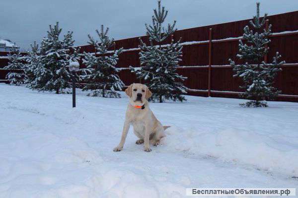 Отдам щенка Лабрадора