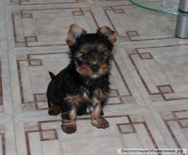 Щенок йоркширского терьера