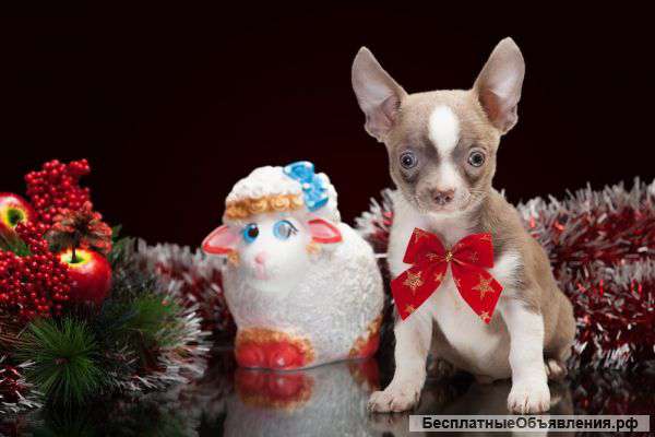 Лиловый мальчик чихуахуа