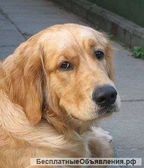 Золотистый ретривер Бадди,брутальный красавец, в дар