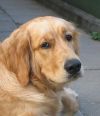 Золотистый ретривер Бадди,брутальный красавец, в дар
