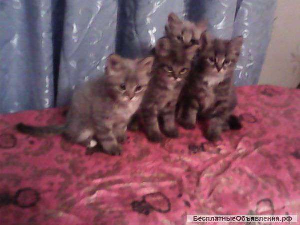 Котят в хорошие руки