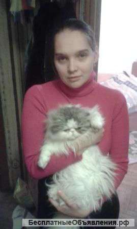 Кошка пушистая девочка