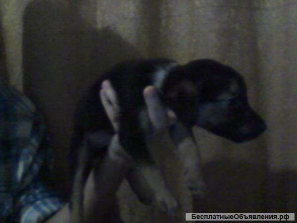 Отдам в добрые руки