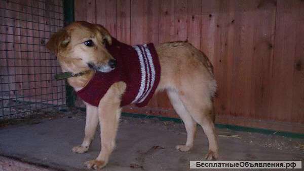Собака Муля