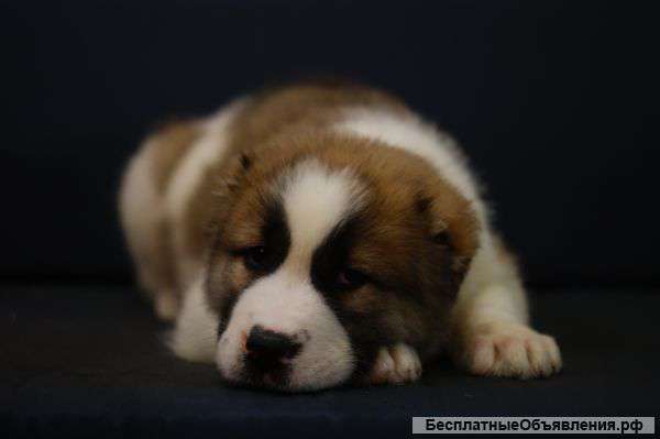 Щенки среднеазиатской овчарки