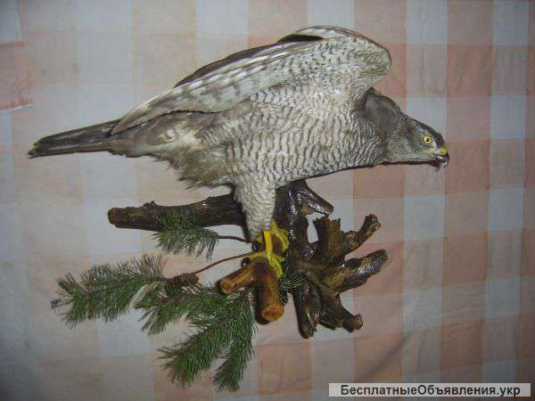 Изготовление ЧУЧЕЛ животных