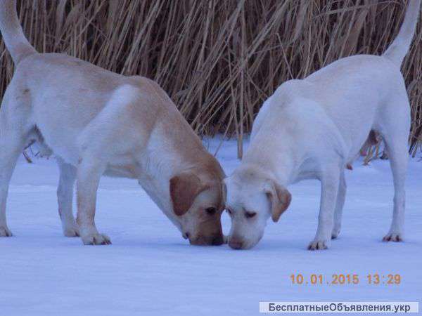 Щенков Лабрадора